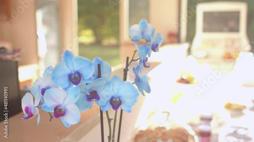 The smell of a flower on the terrace. Blue buds are eye-catching. Camera movement. Nice moment. photo