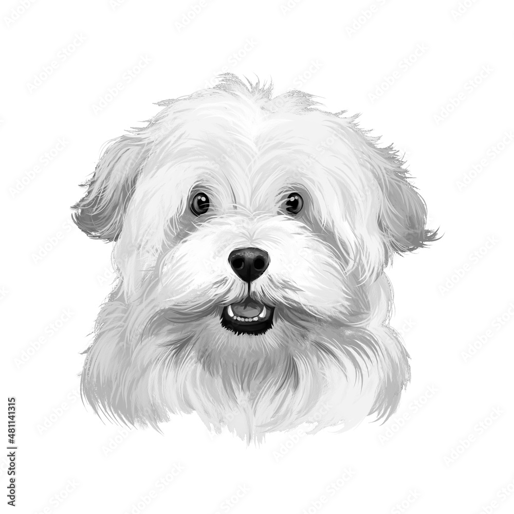 Alpine spaniel store