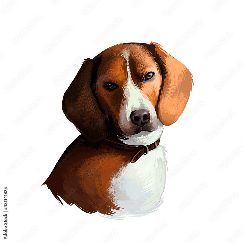 American Foxhound dog digital art illustration isolated on white. Breed of  dog English hound bred to