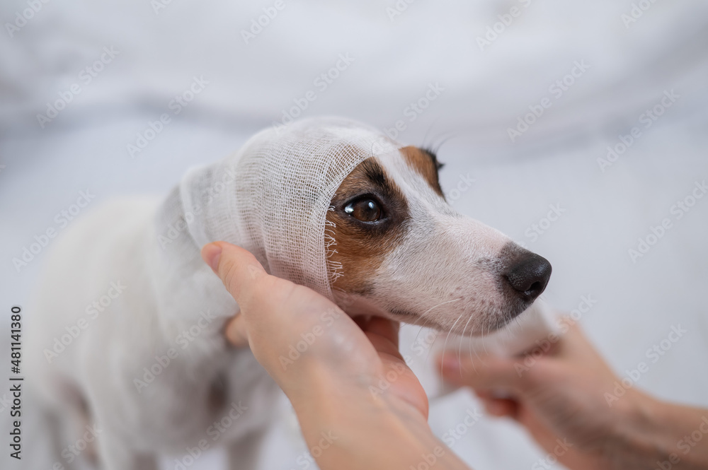 Veterinarian wraps a bandage around the head of a dog Jack Russell Terrier. 