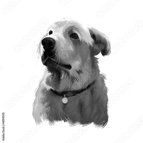 Akbash dog digital art illustration isolated in black and white. Livestock guardian shepherd dog. National dog breeds of Turkey. Cute puppy in collar with metal, pedigree canine,champion breed. photo