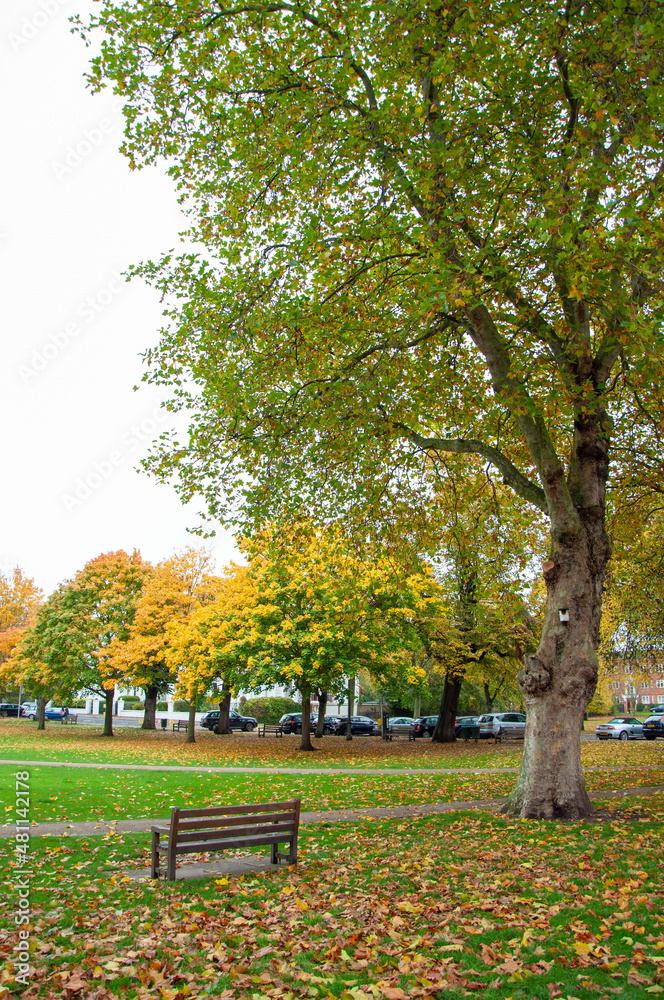 Richmond park in the autumn.