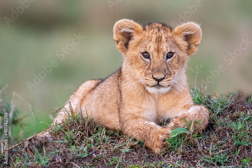 kleines Löwenkind