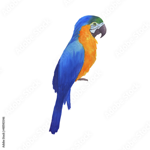 Watercolor parrot. Bright hand drawn bird isolated on white background.