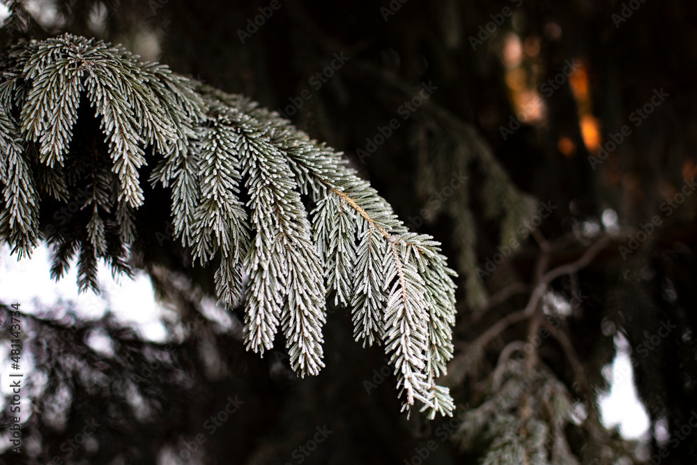 Christmas tree in the snow, natural spruce branch with frosted needles Christmas tree in the snow, natural spruce branch with frosted needles
