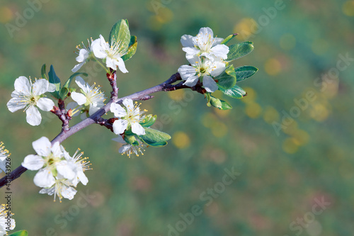 Macro shot of white cherry flowers isolated on blur background. © Swetlana Wall