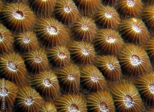 Close up image of Diploastrea heliopora coral Boracay Island Philippines photo