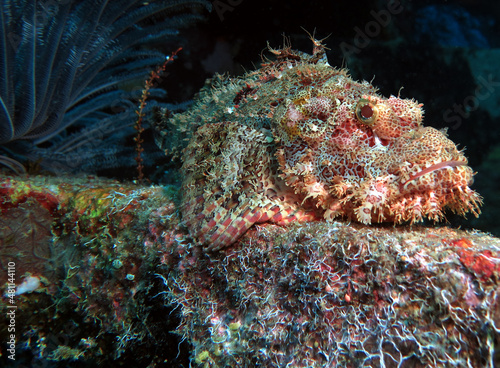 A Bearded Scorpionfish camouflaged on a wreck Boracay Island Philippines