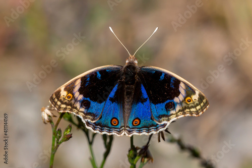 Miss Tigris butterfly Junonia orithya photo