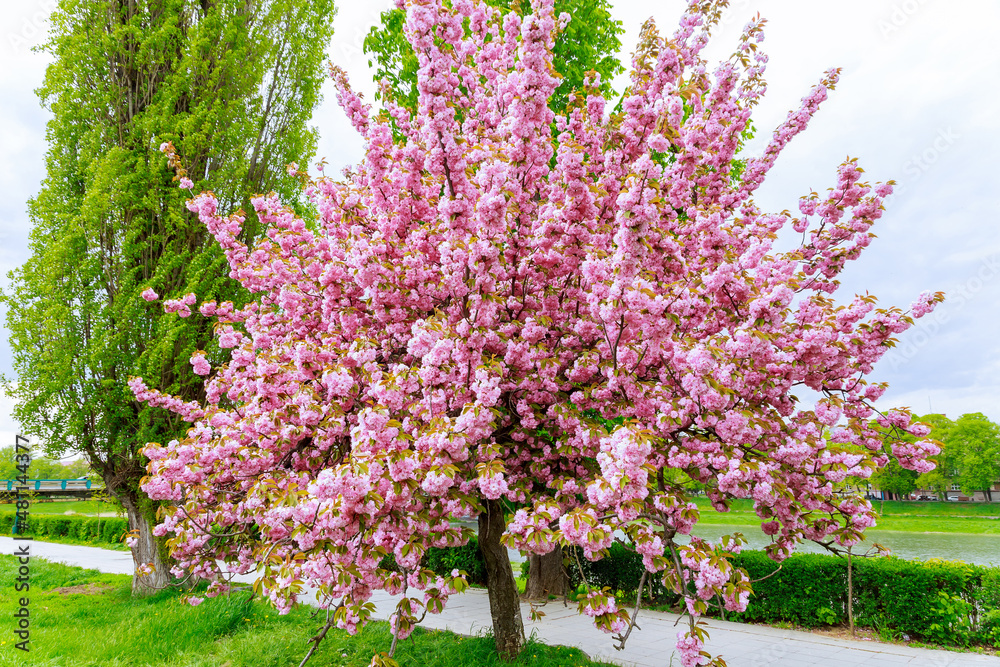 Sakura tree blossomed with pink flowers by the river. Bright pink Japanese cherry tree. Sakura tree blossomed with pink flowers by the river. Bright pink Japanese cherry tree.