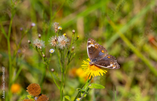 Miss Tigris butterfly Junonia orithya photo