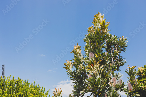 native Australian Banksia treeoutdoor in beautiful tropical location photo