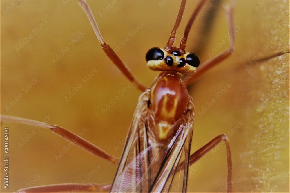 custom made wallpaper toronto digitalan insect with eyes