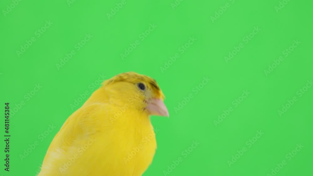 crested canary portrait on green screen