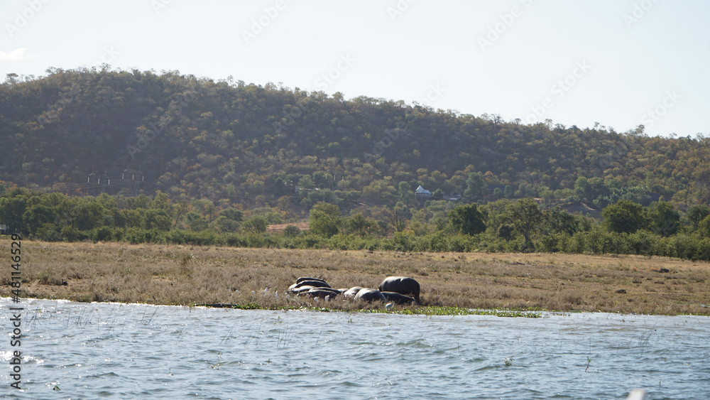 Alligators in the water near a safari camp in Binga at Lake Kariba between Zambia and Zimbabwe. Alligators in the water near a safari camp in Binga at Lake Kariba between Zambia and Zimbabwe.
