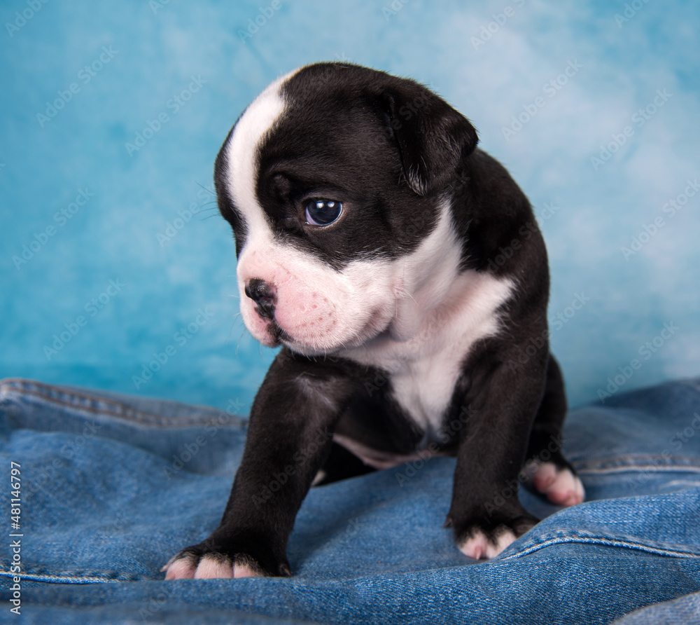 Funny American Bullies puppy on blue background