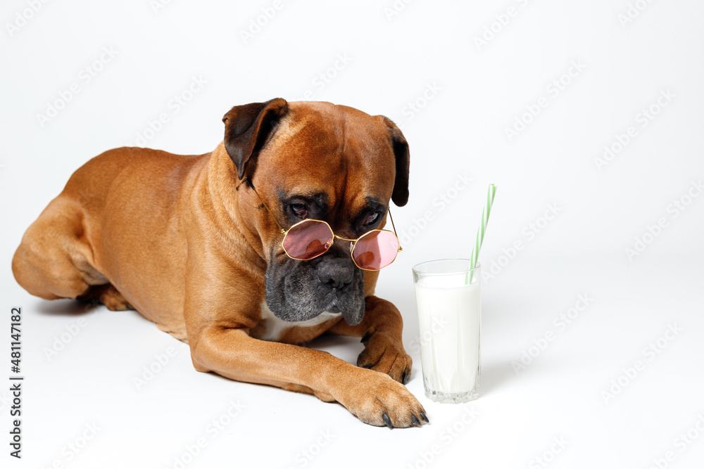german boxer dog with milk on white background