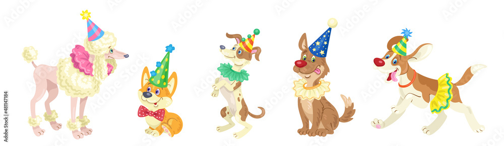 Obraz premium Set of five funny circus dogs in colorful costumes. In cartoon style. Isolated on white background. Vector flat illustration.