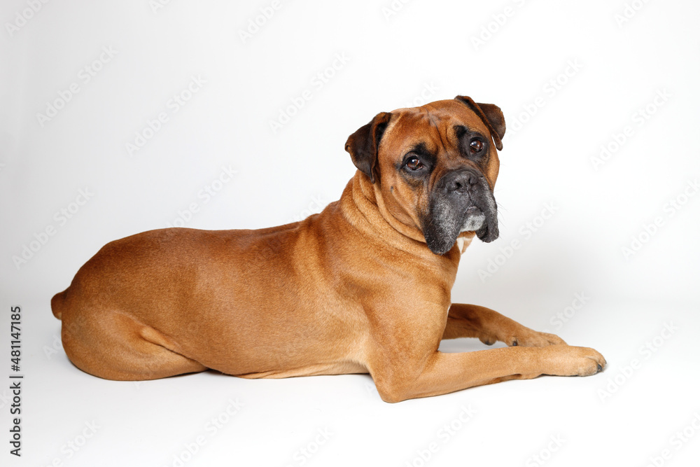 Dog German boxer on a white background Dog German boxer on a white background