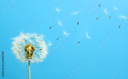 White dandelion with seeds flying away on a blue sky background