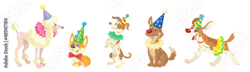 Set of five funny circus dogs in colorful costumes. In cartoon style. Isolated on white background. Vector flat illustration.