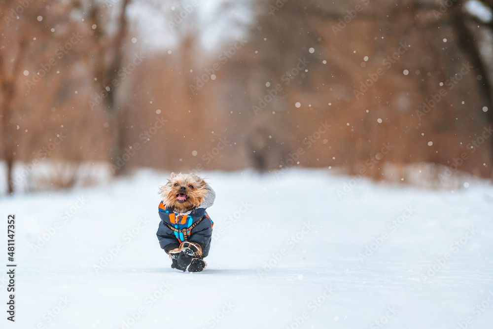 Cute little Yorkshire Terrier dog runs through the snow in winter