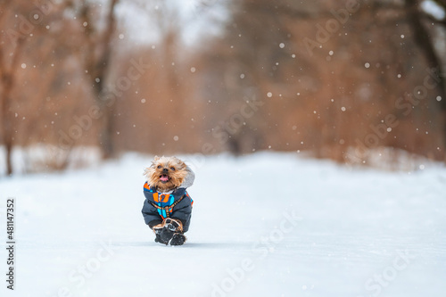 Cute little Yorkshire Terrier dog runs through the snow in winter