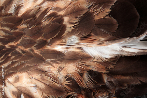 red hawk wing close up