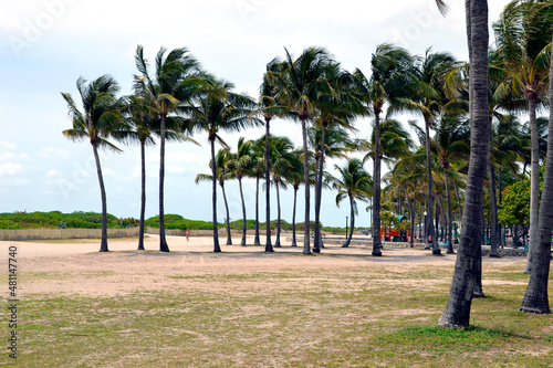Palms in South Beach Miami, Fl