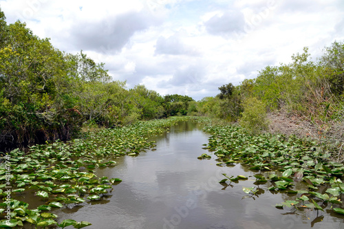 Everglades Flordia