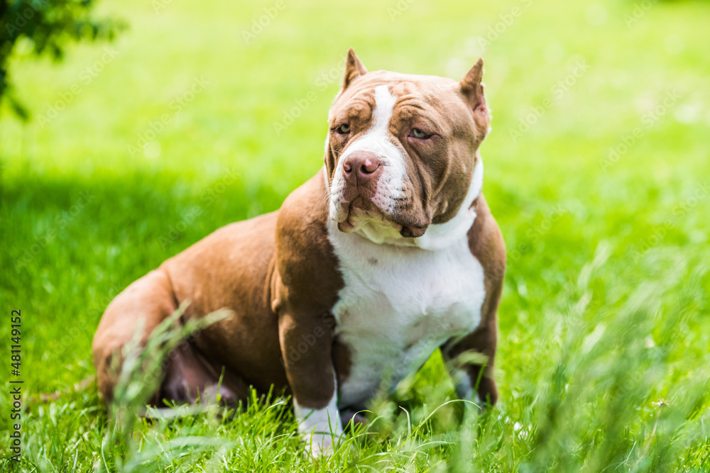Chocolate color American Bully puppy dog is on green grass Chocolate color American Bully puppy dog is on green grass