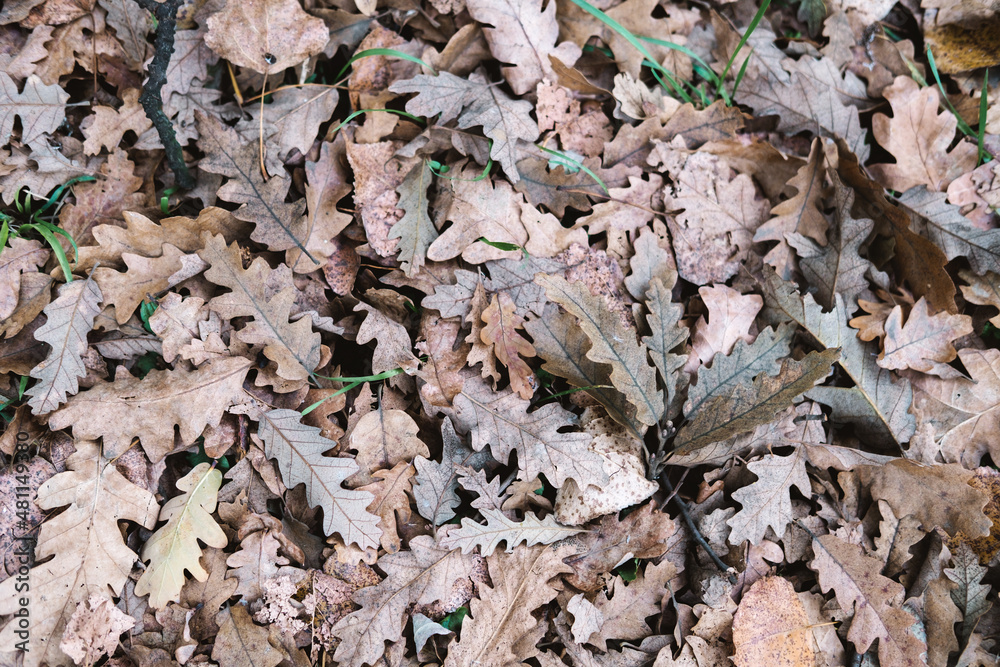 A natural pattern of dry brown autumn oak foliage. A natural pattern of dry brown autumn oak foliage.