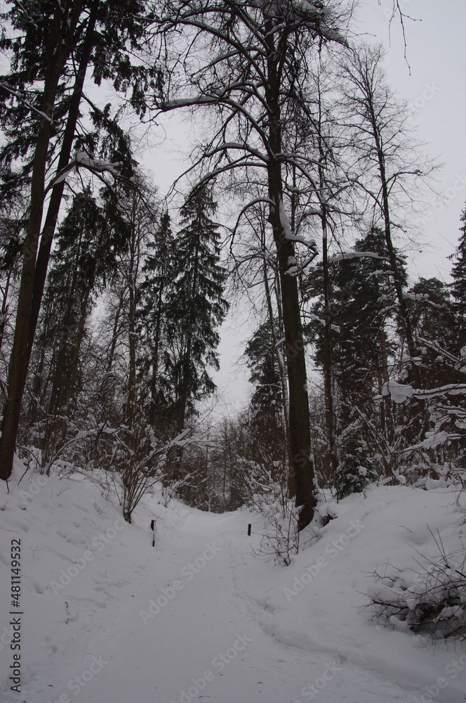 Fototapeta premium Winter forest in Serednikovo near Moscow