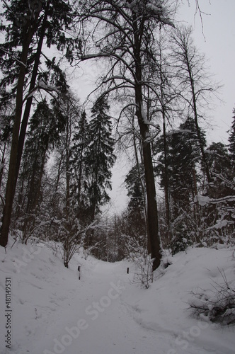 Winter forest in Serednikovo near Moscow