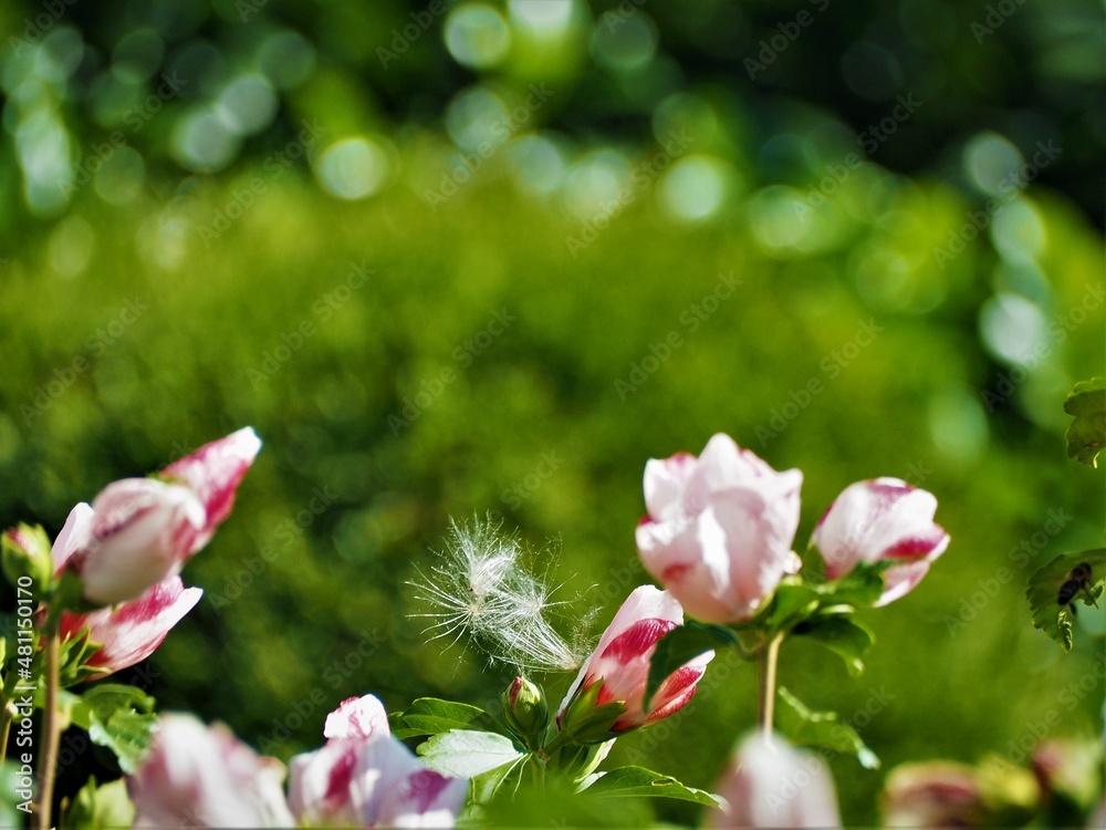 Obraz premium OLYMPUS DIGITAL CAMERA