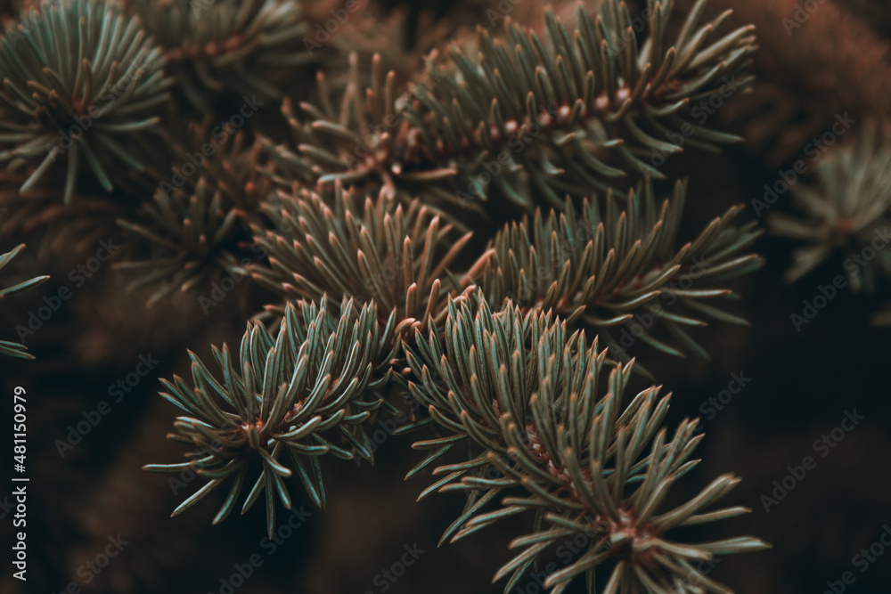 Prickly branches of pine or spruce, fir. Fluffy vibrant brown coniferous branch close-up on a dark background. Sepia floral background for design, social networks. Horizontal photo.