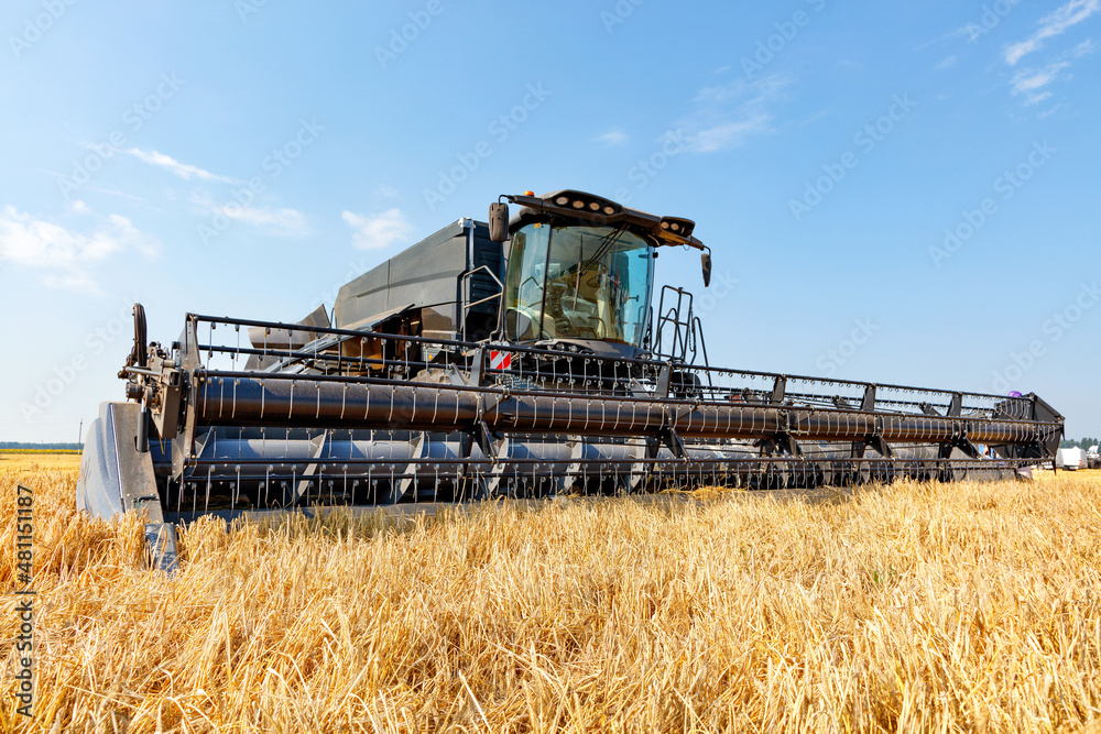 Fototapeta premium A large combine harvester against the background of a field of ripe wheat on a bright sunny day.