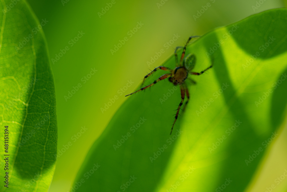 Włochate nogi pająka na krawędzi liścia, na zielonym tle - obrazy, fototapety, plakaty 