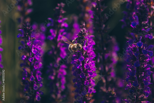 Blooming sage. Pollination of long bright purple flowers of oakwood sage. The honey bee pollinates bright purple flowers. Floral background for design, social networks. Horizontal photo.