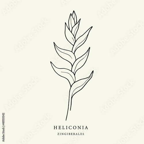 Hand drawn heliconia flower illustration photo