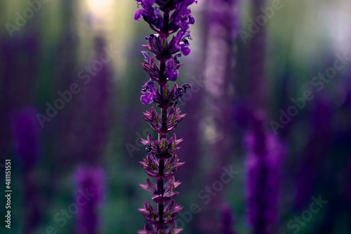 Blooming sage close up. One long bright purple-blue flowers of oakwood sage. Summer floral background with a selective focus for design  social networks. Horizontal photo.