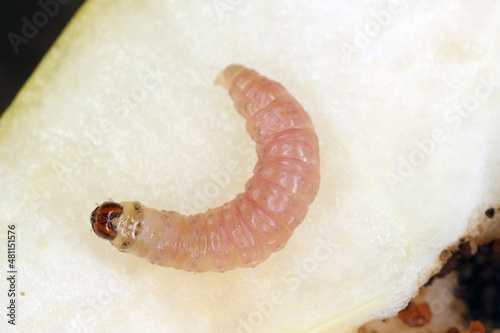 Caterpillar of the codling moth - Cydia pomonella in an apple. Major pests to agricultural crops, mainly fruits such as apples and pears in orchards and gardens. photo