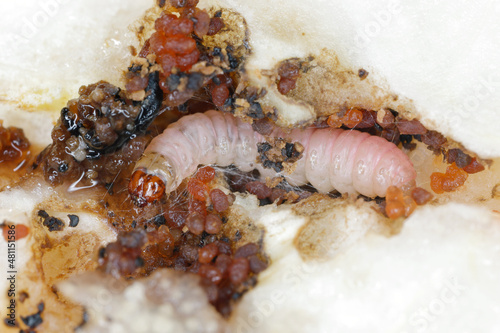 Caterpillar of the codling moth - Cydia pomonella in an apple. Major pests to agricultural crops, mainly fruits such as apples and pears in orchards and gardens. photo