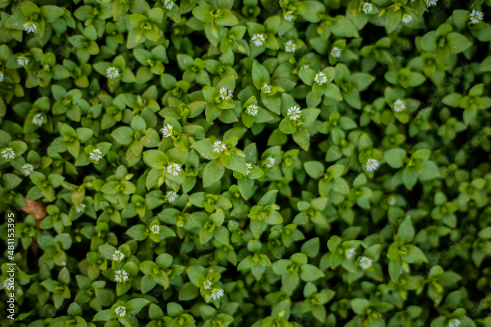 Texture, greenery, flowers Texture, greenery, flowers