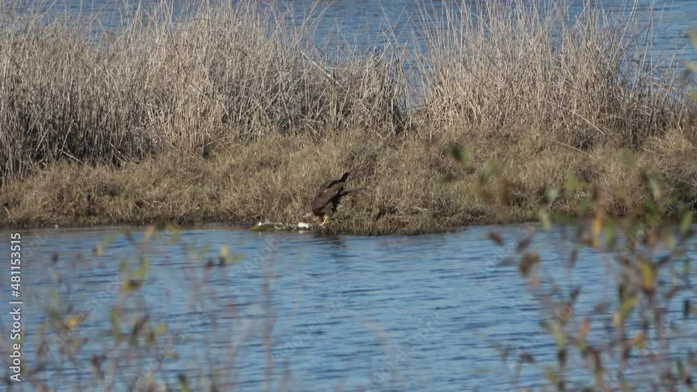 A Western marsh harrier eating its dam (Circus aeruginosus), It is also known as the Eurasian marsh harrier A Western marsh harrier eating its dam (Circus aeruginosus), It is also known as the Eurasian marsh harrier