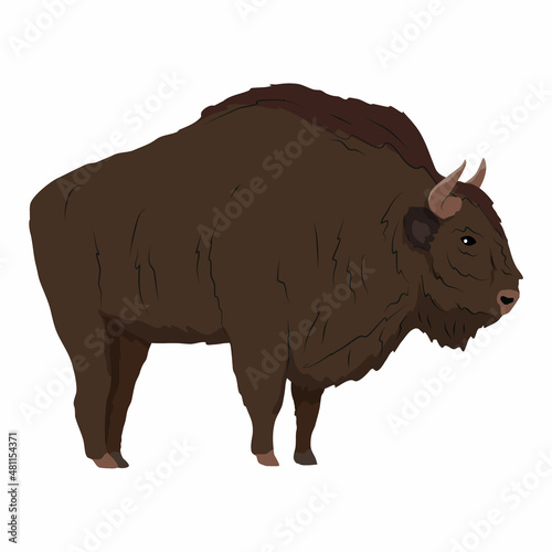 A large male European bison Bison bonasus stands sideways. The wisent or the zubr. Realistic vector wild animals of Europe. Bialowieza Forest.