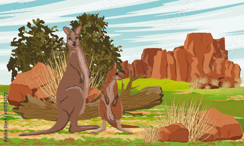 A mother and her cub of Australian big red kangaroo in the meadow near the red rocks and bushes. Endemic species of Australia. Realistic vector landscape