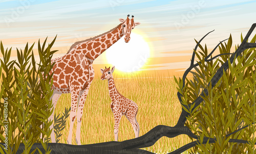 Mother and baby African giraffe in the savannah with dry grass and branches. Wild animals of Africa. Realistic vector landscape