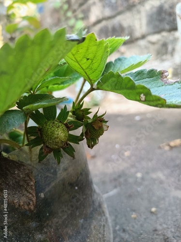 green straberry