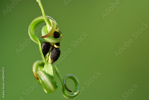 Close-up of Balsam seeds, against a green background with space for text photo